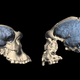 A Dmanisi specimen (left) compared with a more cognitively developed Homo erectus from Indonesia (right).